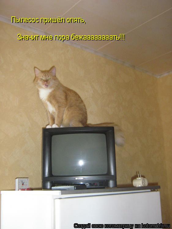 Пылесос пришёл опять, Значит мне пора бежаааааааать!!!... Котоматрица: Пылесос пришёл опять, Значит мне пора бежаааааааать!!!