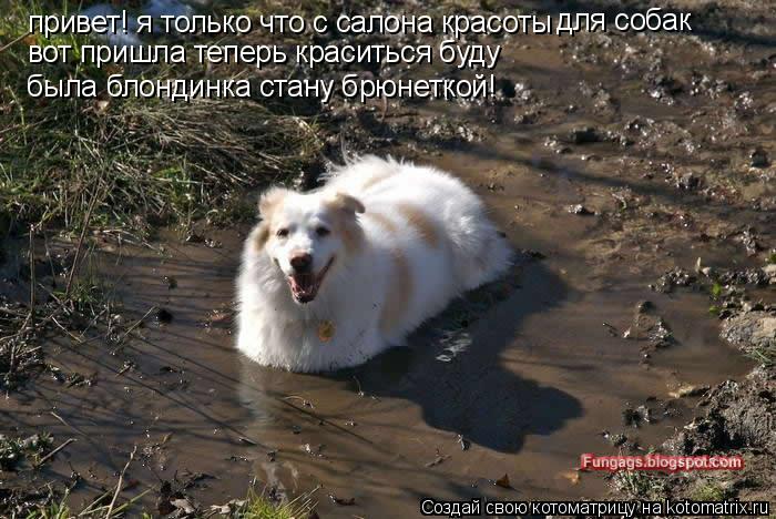 привет! я только что с салона красоты для собак вот пришла теперь краситься буду была блондинка стану... Котоматрица: привет! я только что с салона красоты для собак вот пришла теперь краситься буду была блондинка стану брюнеткой!