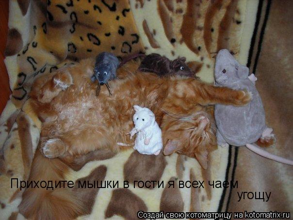 Котоматрица: Приходите мышки в гости я всех чаем  угощу