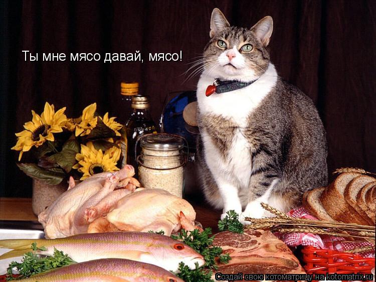 Котоматрица: Ты мне мясо давай, мясо!