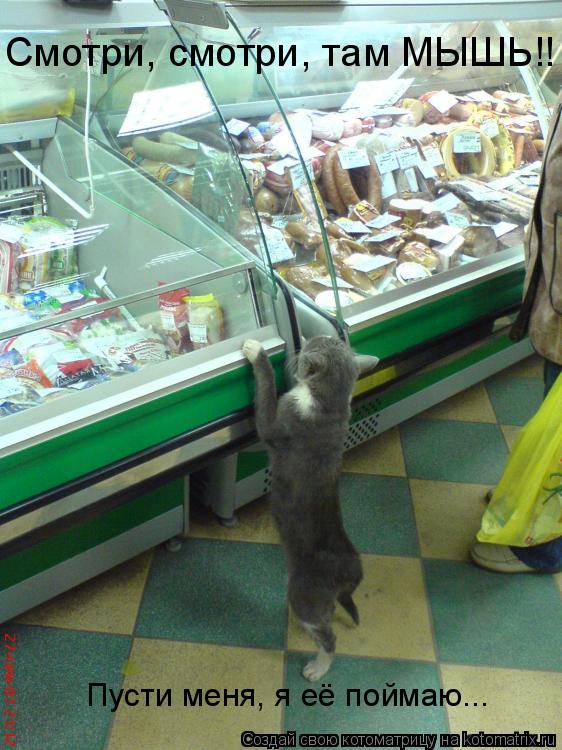 Смотри, смотри, там МЫШЬ!! Пусти меня, я её поймаю...... Котоматрица: Смотри, смотри, там МЫШЬ!! Пусти меня, я её поймаю...