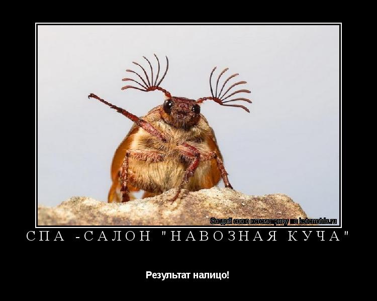 Котоматрица: СПА -салон "навозная куча" Результат налицо!