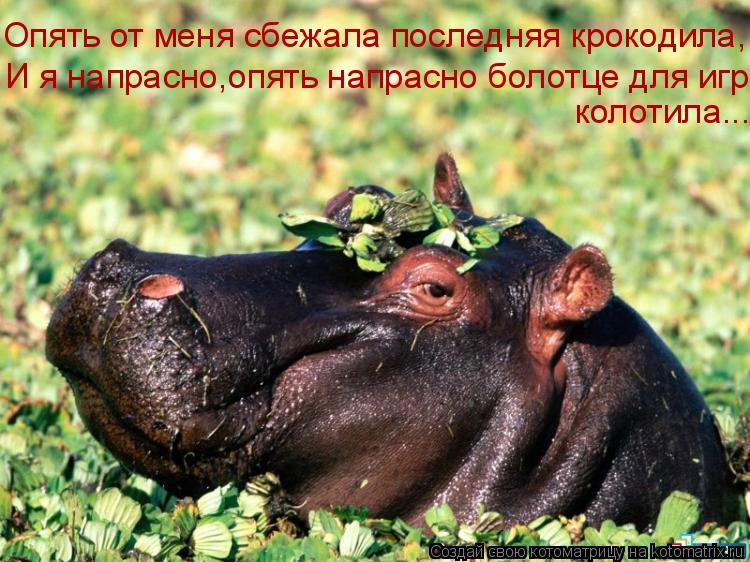 Котоматрица: Опять от меня сбежала последняя крокодила, И я напрасно,опять напрасно болотце для игр колотила...