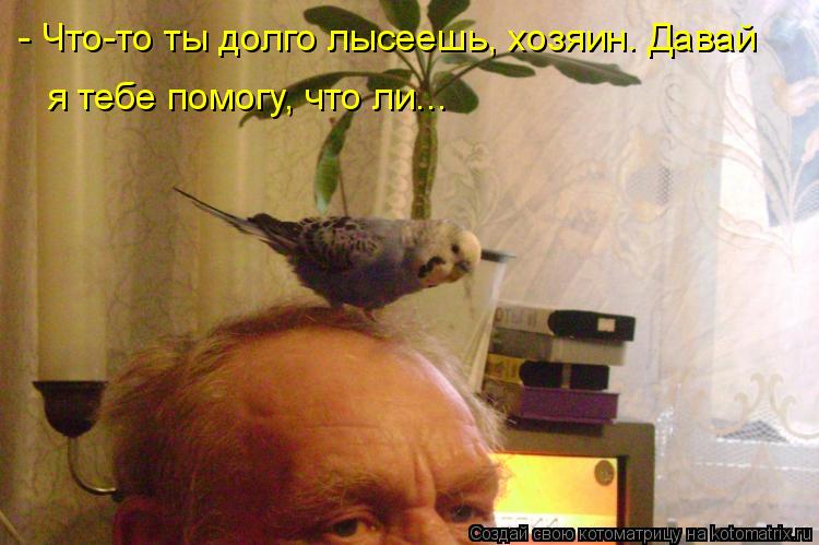- Что-то ты долго лысеешь, хозяин. Давай я тебе помогу, что ли...... Котоматрица: - Что-то ты долго лысеешь, хозяин. Давай я тебе помогу, что ли...
