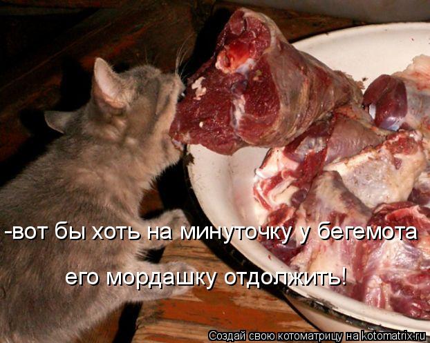 -вот бы хоть на минуточку у бегемота его мордашку отдолжить!... Котоматрица: -вот бы хоть на минуточку у бегемота его мордашку отдолжить!