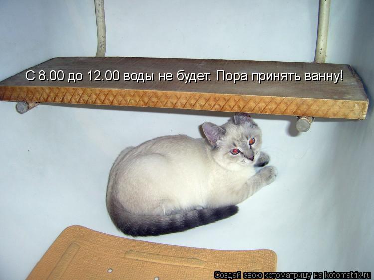 Котоматрица: С 8.00 до 12.00 воды не будет. Пора принять ванну!