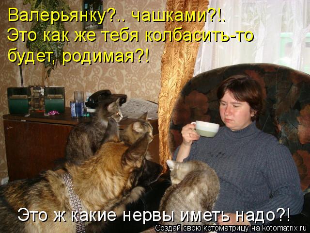 Котоматрица: Валерьянку?.. чашками?!. Это как же тебя колбасить-то  будет, родимая?! Это ж какие нервы иметь надо?!