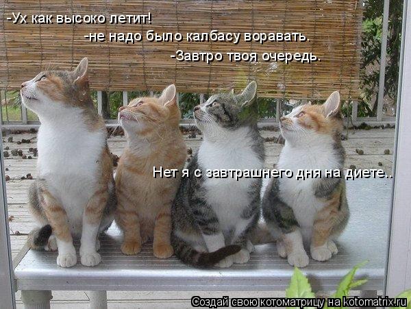 Котоматрица: -Ух как высоко летит! -не надо было калбасу воравать. -Завтро твоя очередь. Нет я с завтрашнего дня на диете..
