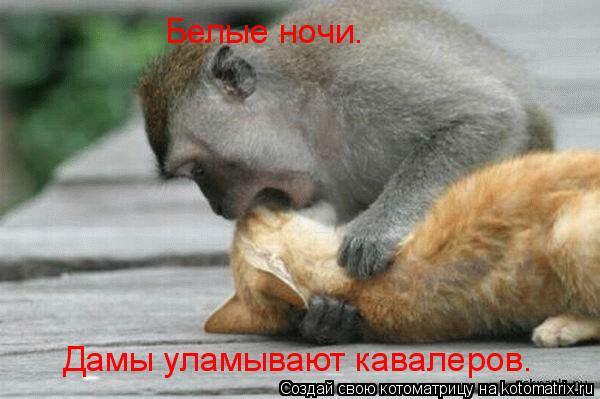 Белые ночи. Дамы уламывают кавалеров.... Котоматрица: Белые ночи. Дамы уламывают кавалеров.