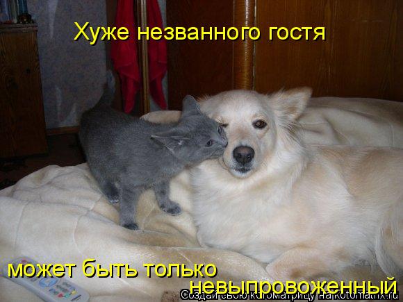 Хуже незванного гостя может быть только невыпровоженный... Котоматрица: Хуже незванного гостя может быть только невыпровоженный