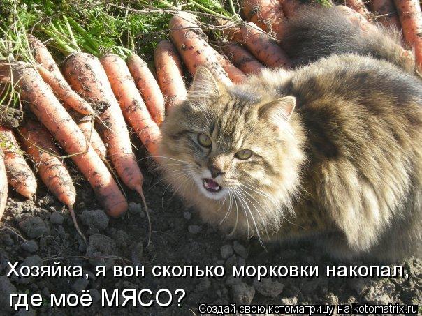 Котоматрица: Хозяйка, я вон сколько морковки накопал,  где моё МЯСО?