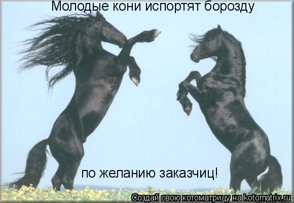 Котоматрица: Молодые кони испортят борозду по желанию заказчиц!