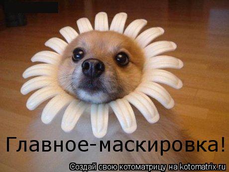 Котоматрица: Главное-маскировка! Главное-маскировка! Главное-маскировка!