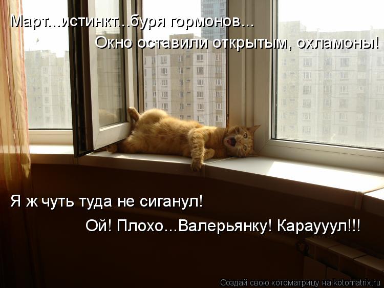 Март...истинкт...буря гормонов... Окно оставили открытым, охламоны! Ой! Плохо...Валерьянку! Караууул!... Котоматрица: Март...истинкт...буря гормонов... Окно оставили открытым, охламоны! Ой! Плохо...Валерьянку! Караууул!!! Я ж чуть туда не сиганул!
