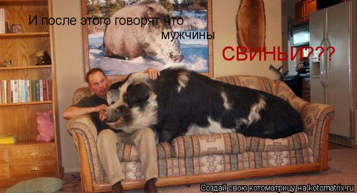 Котоматрица: И после этого говорят что  СВИНЬИ???  мужчины