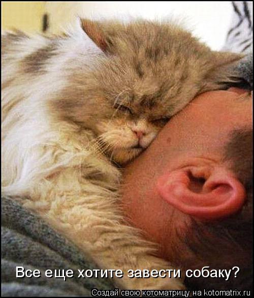 Котоматрица: Все еще хотите завести собаку?