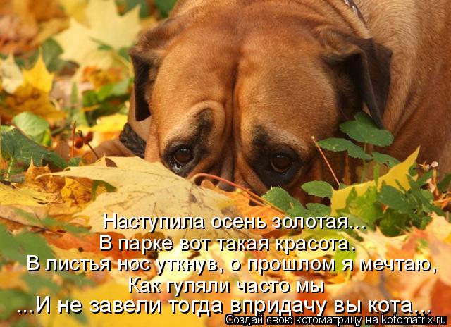 Котоматрица: Наступила осень золотая... В парке вот такая красота. В листья нос уткнув, о прошлом я мечтаю, Как гуляли часто мы ...И не завели тогда впридачу