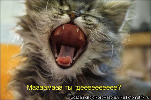 Котоматрица: Маааамааа ты гдееееееееее?