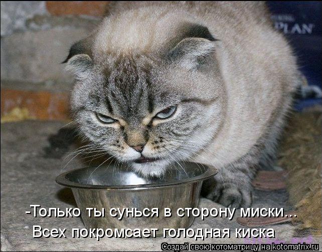 Котоматрица: -Только ты сунься в сторону миски... Всех покромсает голодная киска