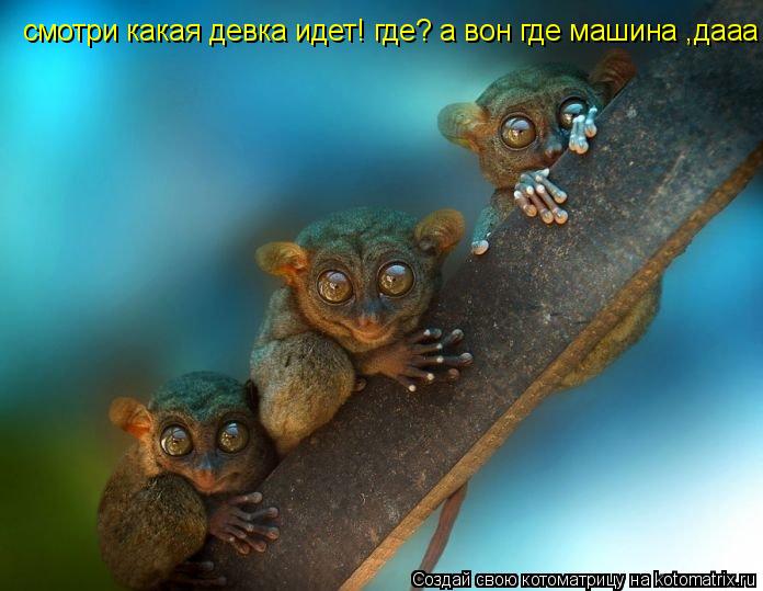 Котоматрица: смотри какая девка идет! где? а вон где машина ,дааа абалдеть!