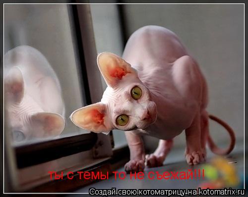 Котоматрица: ты с темы то не съежай!!!
