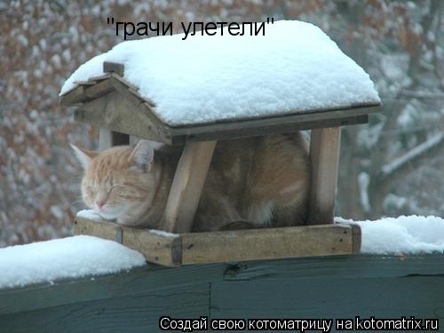 Котоматрица: "грачи улетели"