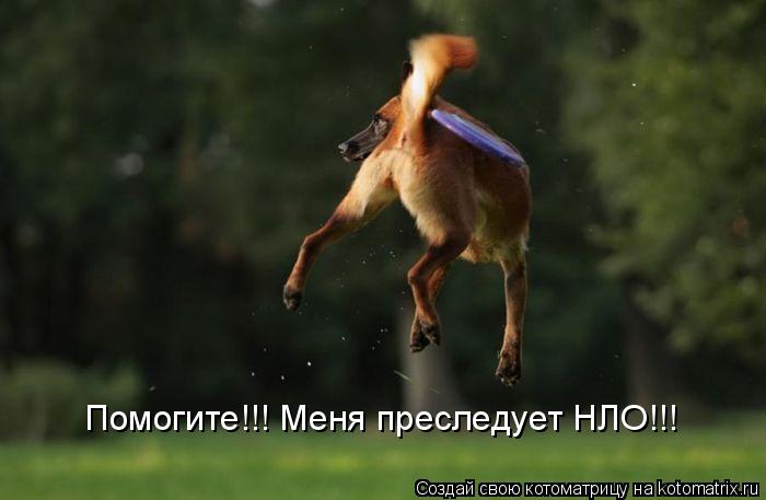 Котоматрица: Помогите!!! Меня преследует НЛО!!!