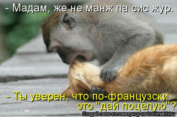 - Мадам, же не манж па сис жур. - Ты уверен, что по-французски это "дай поцелую"?... Котоматрица: - Мадам, же не манж па сис жур. - Ты уверен, что по-французски это "дай поцелую"?