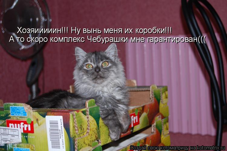 Котоматрица: Хозяииииин!!! Ну вынь меня их коробки!!! А то скоро комплекс Чебурашки мне гарантирован(((
