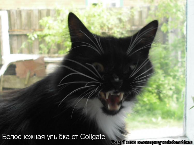 Котоматрица: Белоснежная улыбка от Collgate.