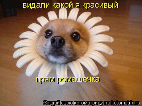 Котоматрица: видали какой я красивый прям ромашечка