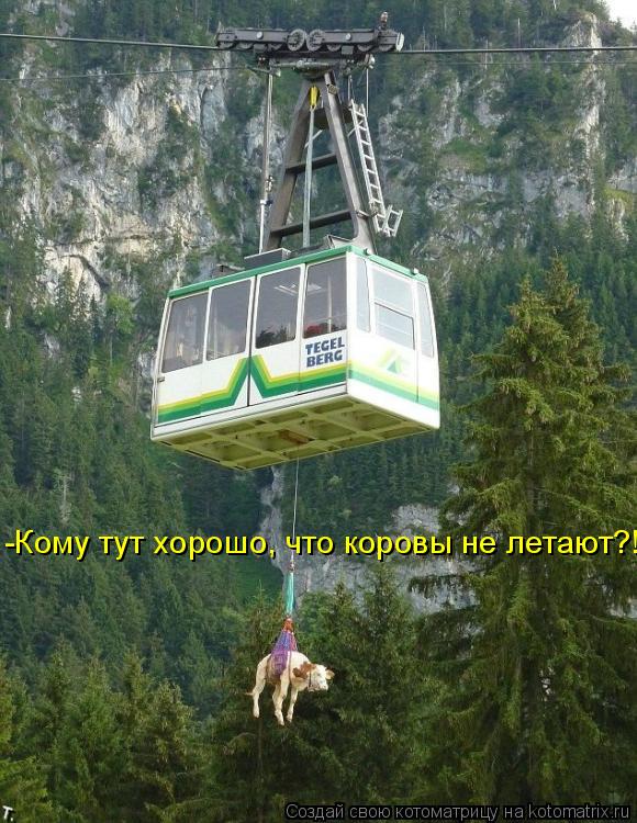-Кому тут хорошо, что коровы не летают?!... Котоматрица: -Кому тут хорошо, что коровы не летают?!