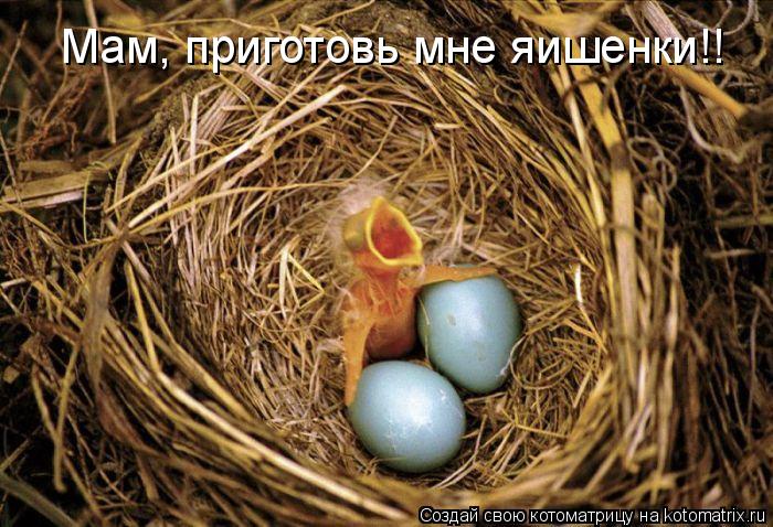 Котоматрица: Мам, приготовь мне яишенки!!