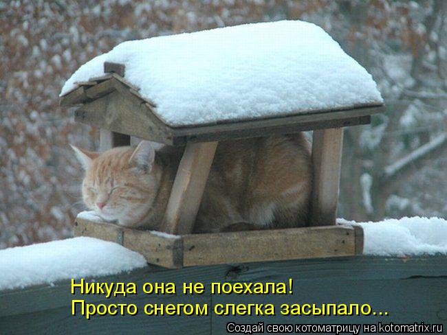 Никуда она не поехала! Просто снегом слегка засыпало...... Котоматрица: Никуда она не поехала! Просто снегом слегка засыпало...