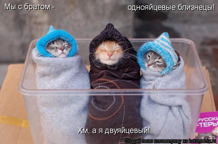Котоматрица: Мы с братом - Хм, а я двуяйцевый! однояйцевые близнецы!