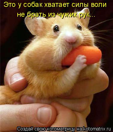 Котоматрица: Это у собак хватает силы воли не брать из чужих рук...