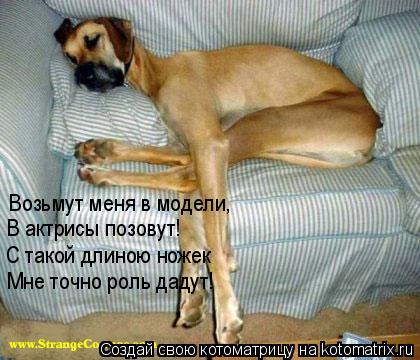 Котоматрица: Возьмут меня в модели, В актрисы позовут! С такой длиною ножек Мне точно роль дадут!