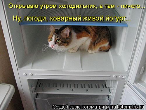 Котоматрица: Открываю утром холодильник, а там - ничего... Ну, погоди, коварный живой йогурт...