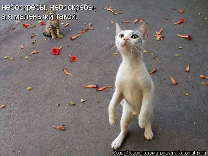 Котоматрица: небоскрёбы, небоскрёбы, а я маленький такой.