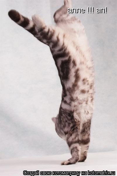 Котоматрица: алле !!! ап!