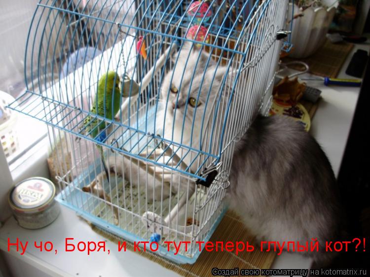 Котоматрица: Ну чо, Боря, и кто тут теперь глупый кот?!