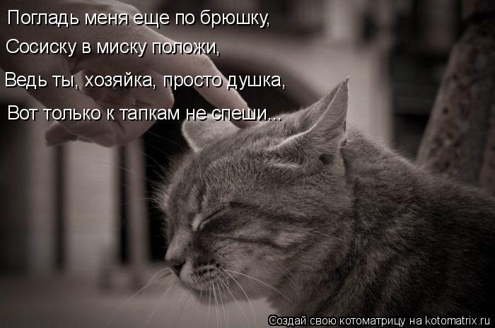 Котоматрица: Погладь меня еще по брюшку, Сосиску в миску положи, Ведь ты, хозяйка, просто душка, Вот только к тапкам не спеши...