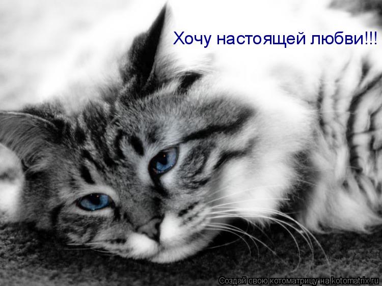 Котоматрица: Хочу настоящей любви!!!