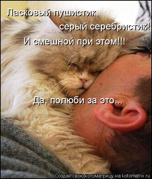 Котоматрица: Ласковый пушистик, серый серебристик! И смешной при этом!!! Да, полюби за это...