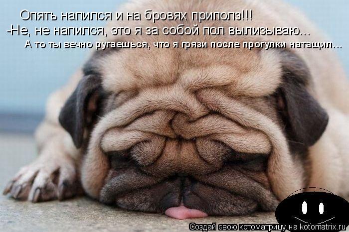 Котоматрица: Опять напился и на бровях приполз!!! -Не, не напился, это я за собой пол вылизываю... А то ты вечно ругаешься, что я грязи после прогулки натащил