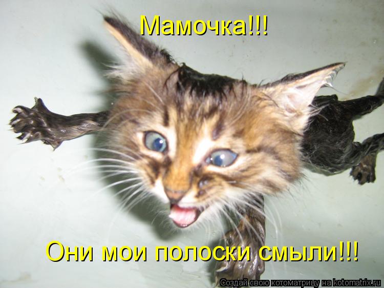 Мамочка!!! Они мои полоски смыли!!!... Котоматрица: Мамочка!!! Они мои полоски смыли!!!