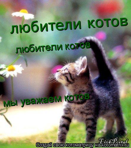 любители котов любители котов мы любим котов мы уважаем котов... Котоматрица: любители котов любители котов мы любим котов мы уважаем котов