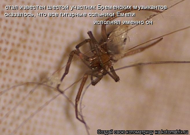 Котоматрица: стал известен шестой участник Бременских музыкантов оказалось, что все гитарные сольники Емели  исполнял именно он