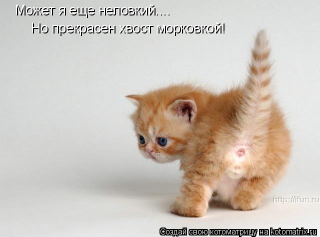 Может я еще неловкий.... Но прекрасен хвост морковкой!... Котоматрица: Может я еще неловкий.... Но прекрасен хвост морковкой!