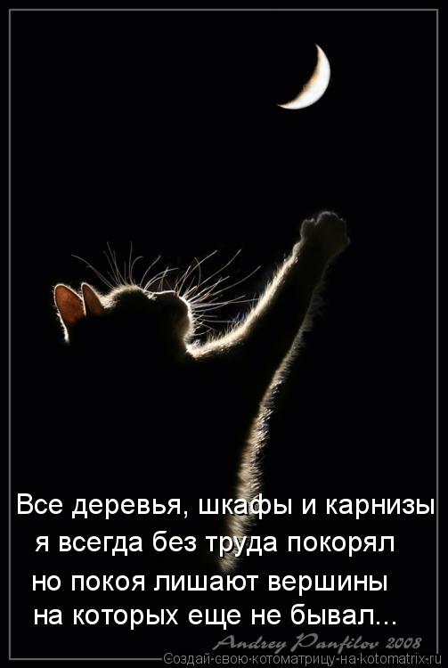 на которых еще не бывал... но покоя лишают вершины я всегда без труда покорял Все деревья, шкафы и ка... Котоматрица: на которых еще не бывал... но покоя лишают вершины я всегда без труда покорял Все деревья, шкафы и карнизы